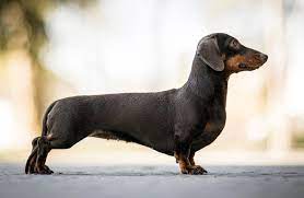 dog push up position